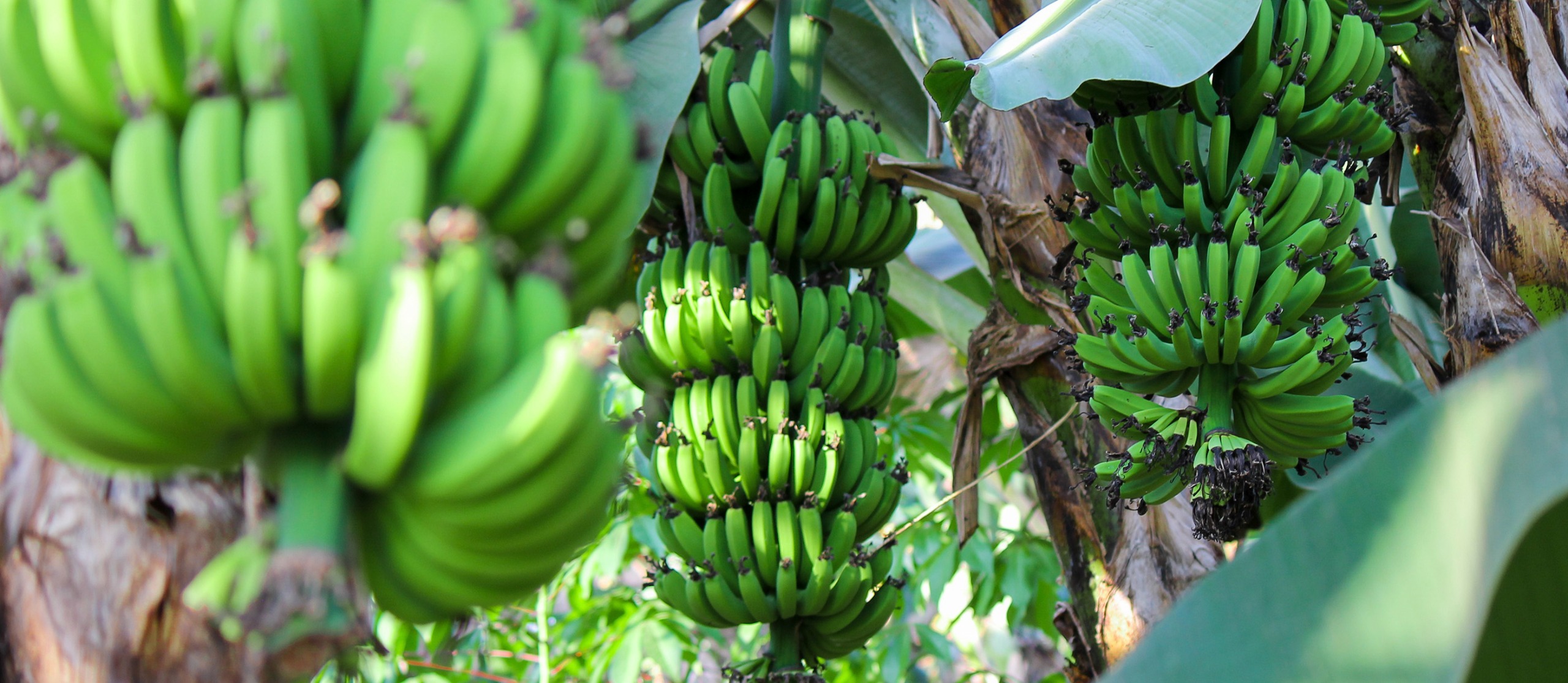 Banana plantation