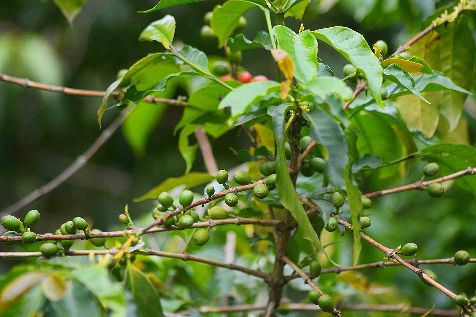 Maya Farm green fields